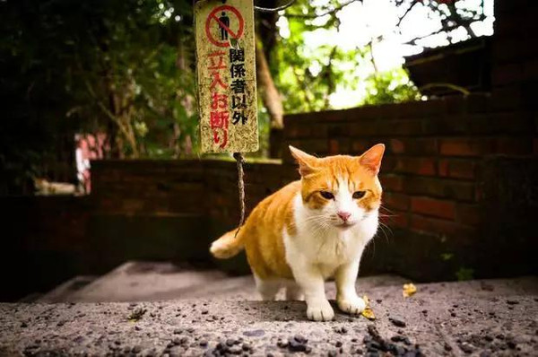 雌猫们的电影之旅，自然美景的鼓舞人心探索