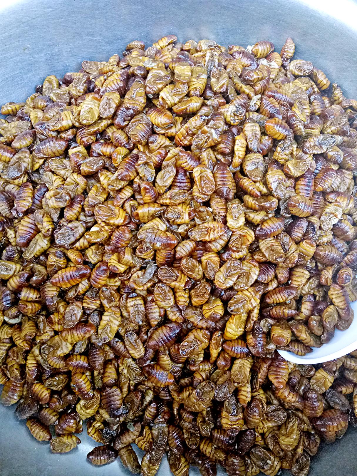 达州最新鱼情详解，钓鱼爱好者的指南